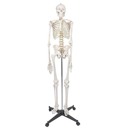 Life Size Human Skeleton Model 70.8", Medical Anatomical Skeleton with Rolling Stand for Science Education, Removable and Movable Parts (6FT)