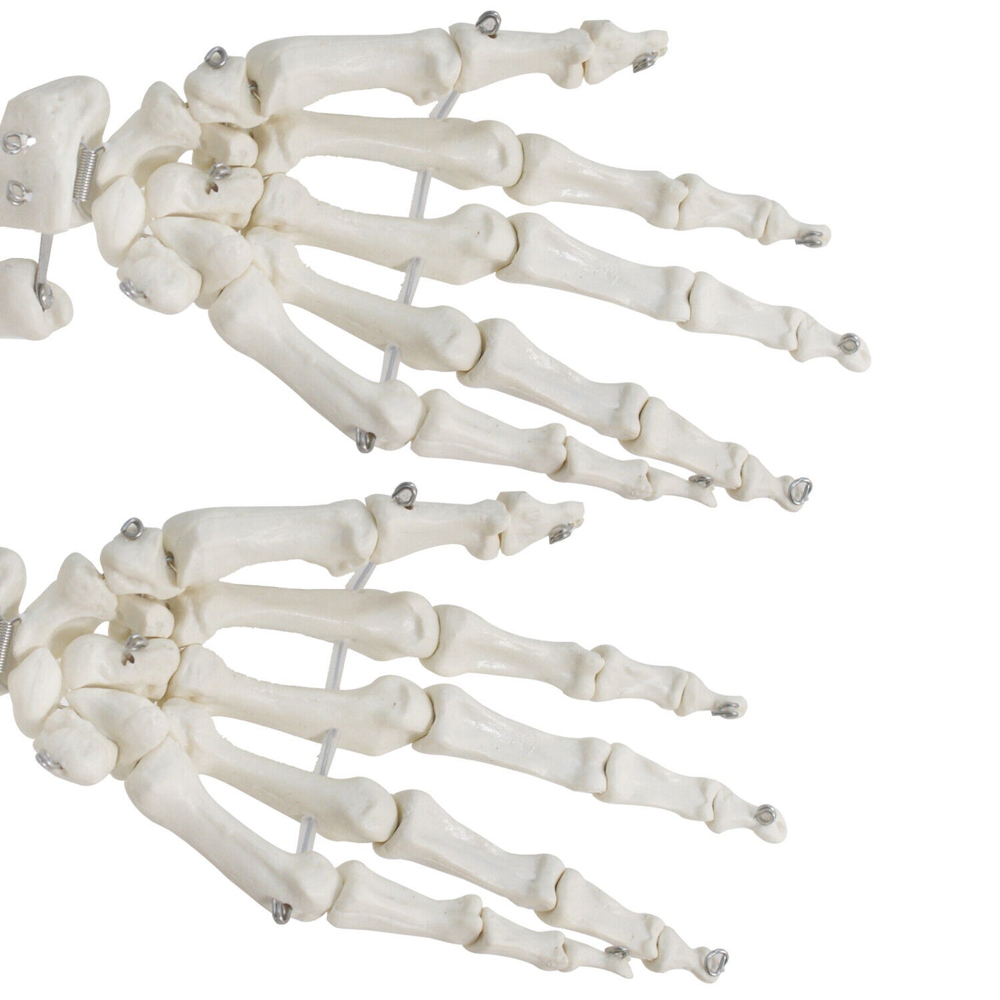 70.8" Human Skeleton Life Size Medical Model for Anatomy Study W/Rolling Stand