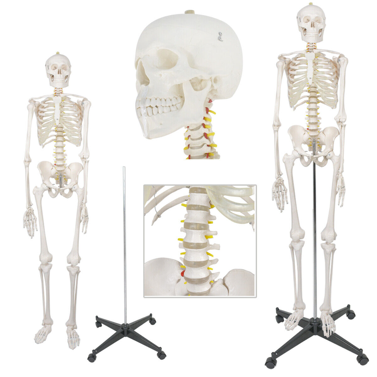 70.8" Human Skeleton Life Size Medical Model for Anatomy Study W/Rolling Stand