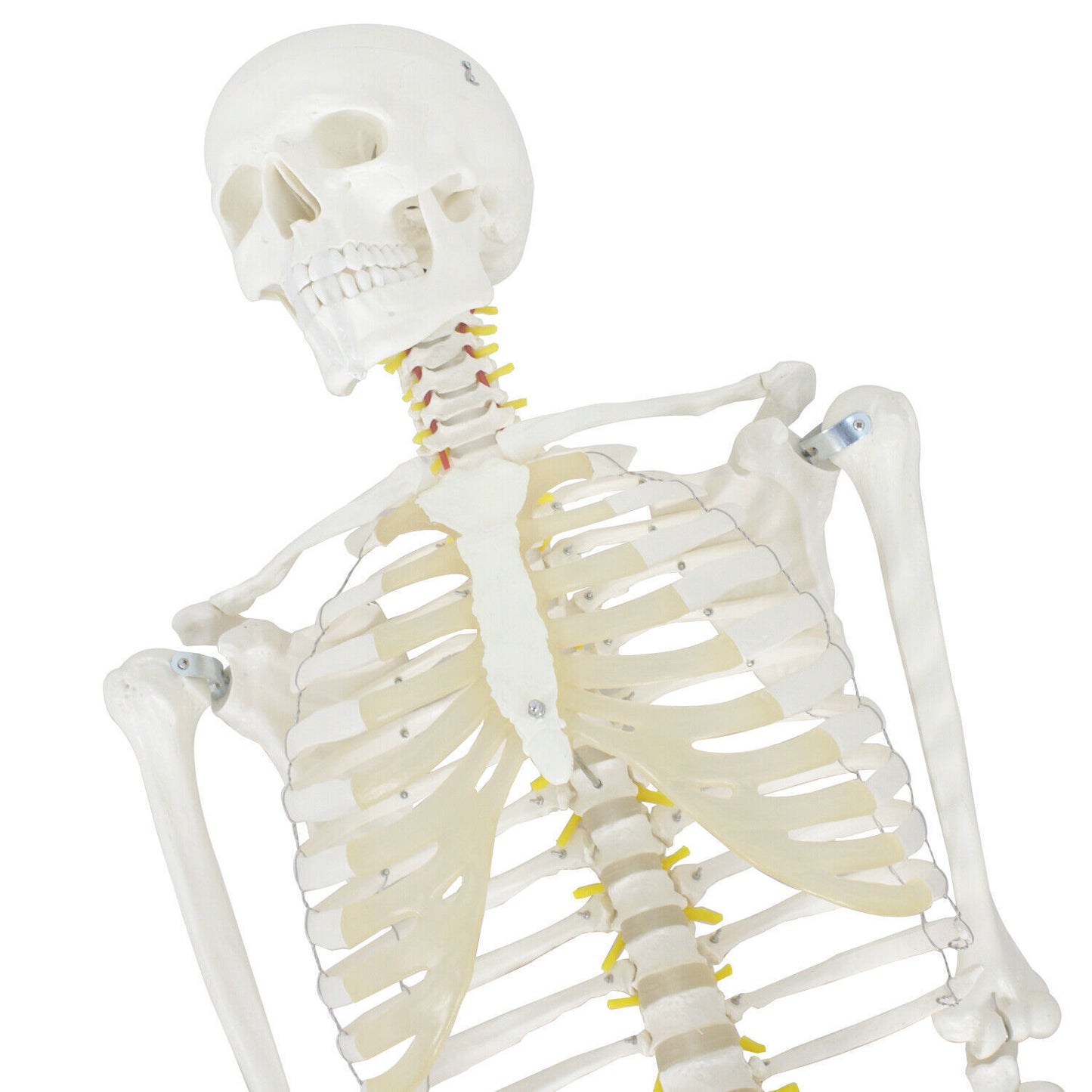 Life Size Anatomical Human Skeleton Model w/ Rolling Stand for Medical Lab 70.8"